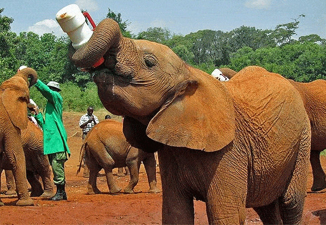 Daphne Sheldrick Wildlife Trust Elelphant Orphanage