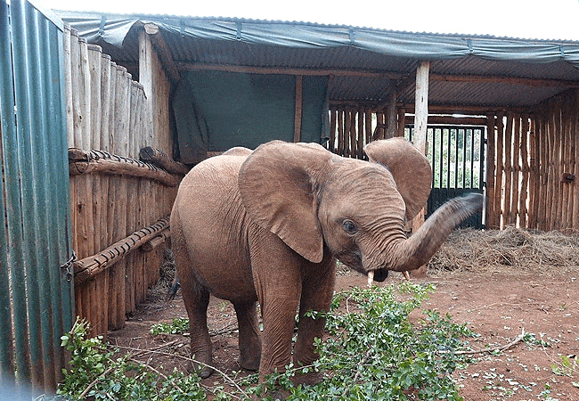 Daphne Sheldrick Wildlife Trust Elelphant Orphanage