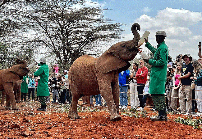 Daphne Sheldrick Wildlife Trust Elelphant Orphanage