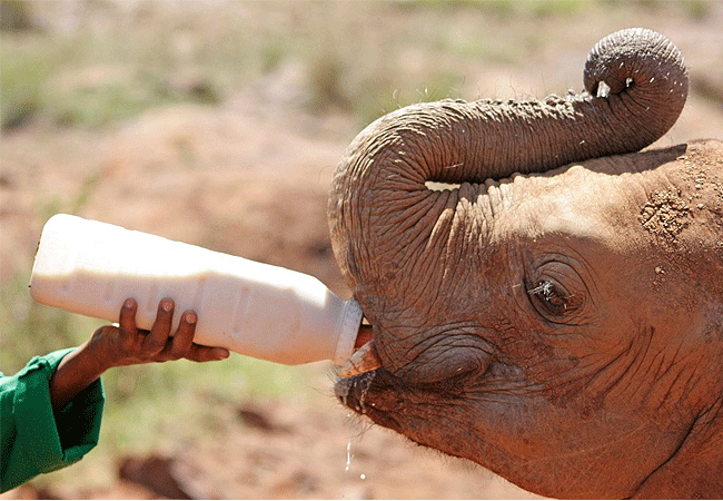 Daphne Sheldrick Wildlife Trust Elelphant Orphanage