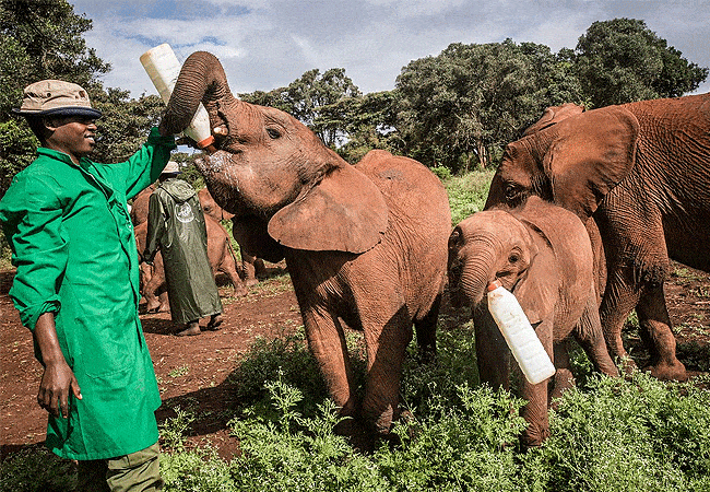 Daphne Sheldrick Wildlife Trust Elelphant Orphanage