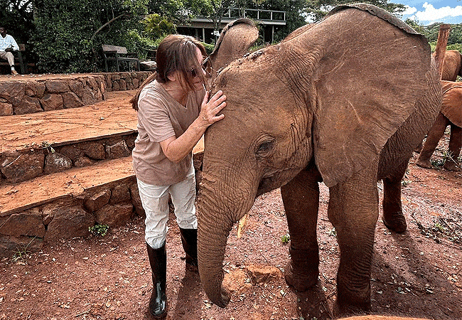 Daphne Sheldrick Wildlife Trust Elelphant Orphanage