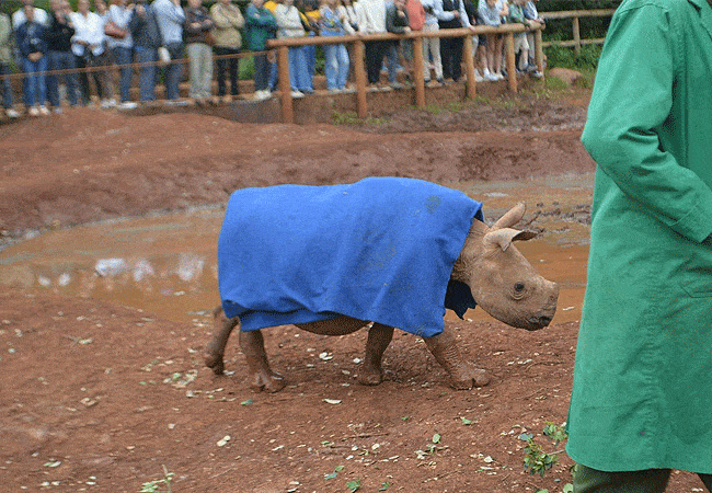 Daphne Sheldrick Wildlife Trust Elelphant Orphanage