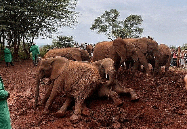 Daphne Sheldrick Wildlife Trust Elelphant Orphanage