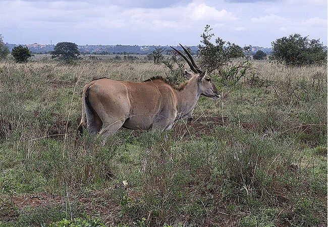 Nairobi National Park