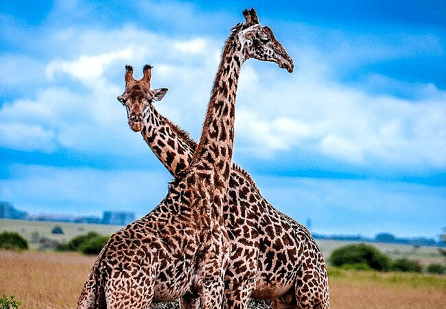 Nairobi National Park