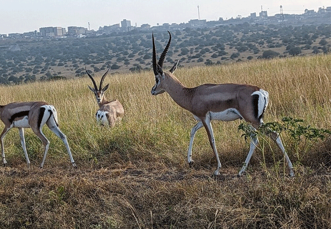 Nairobi National Park