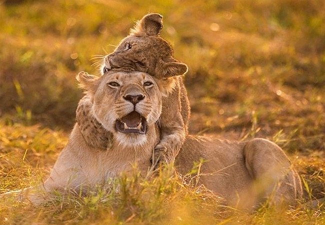 Nairobi National Park