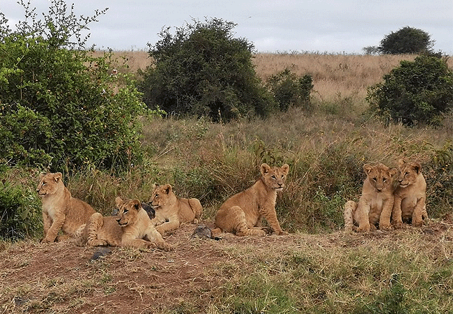 Nairobi National Park