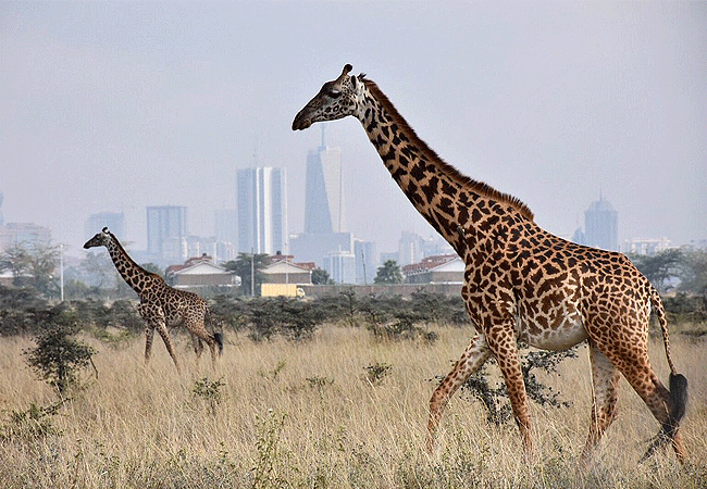 Nairobi National Park