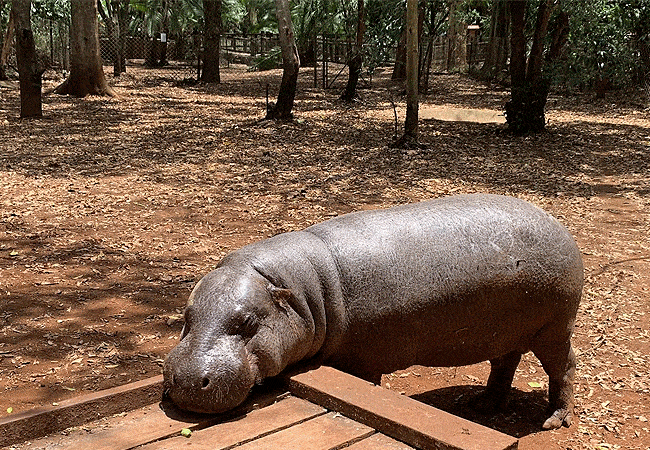 Nairobi Safari Walk