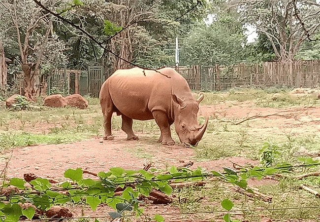 Nairobi Safari Walk