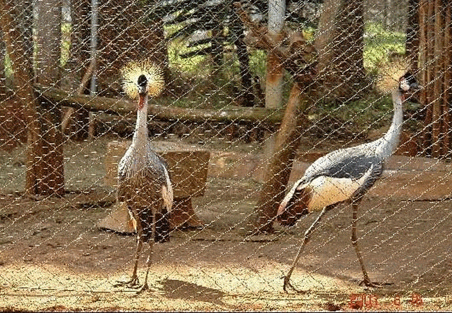 Nairobi Animal Orphanage