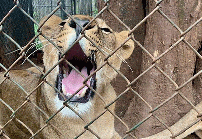 Nairobi Animal Orphanage