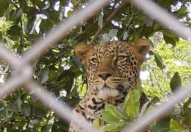 Nairobi Animal Orphanage