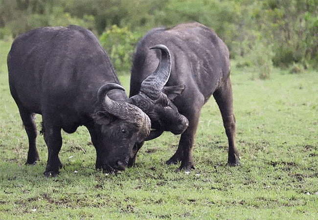 Nairobi Safari Walk