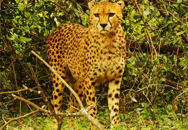 Nairobi Safari Walk