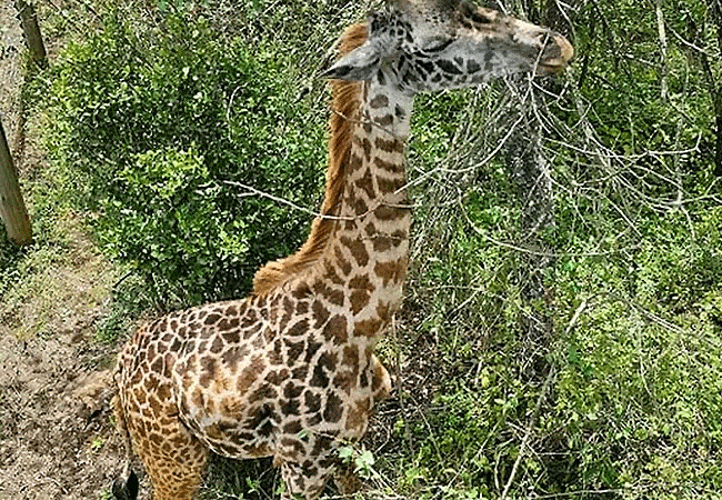 Nairobi Safari Walk