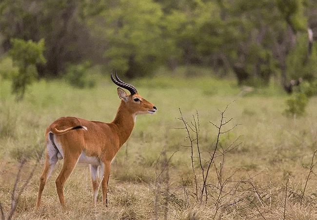 Nairobi Safari Walk