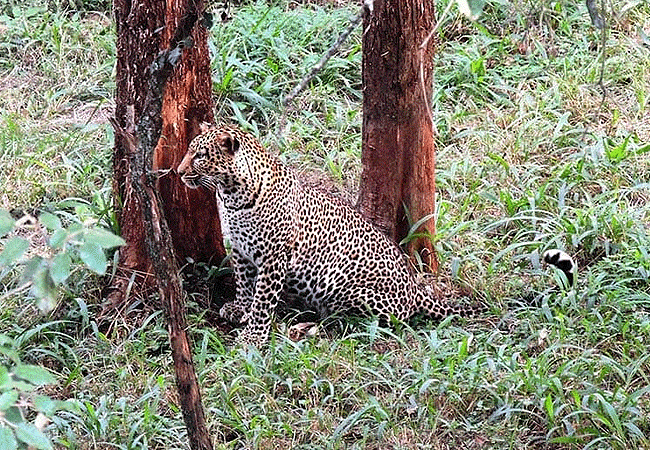 Nairobi Safari Walk