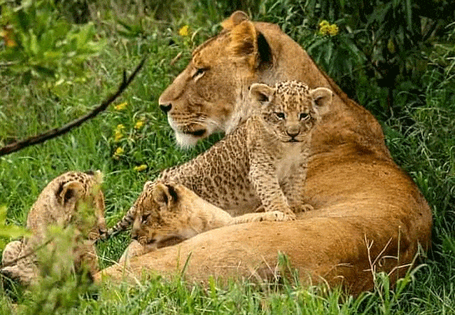 Nairobi Safari Walk