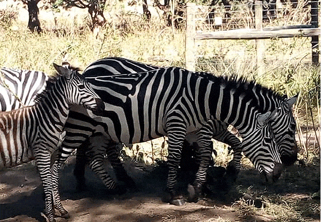 Nairobi Safari Walk