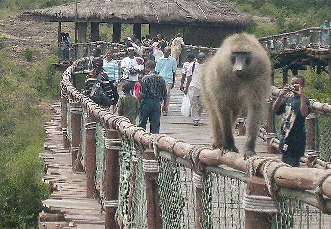 Nairobi Safari Walk