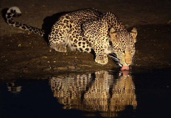 Nairobi National Park