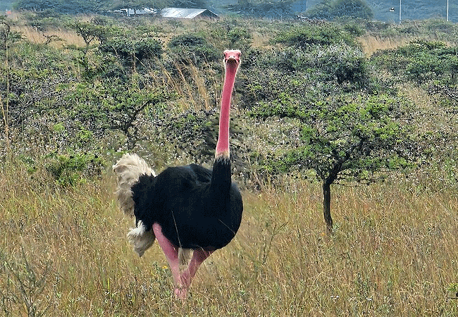 Nairobi National Park