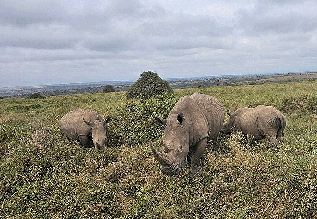 Nairobi National Park