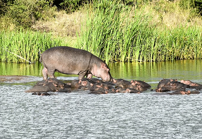 Nairobi National Park