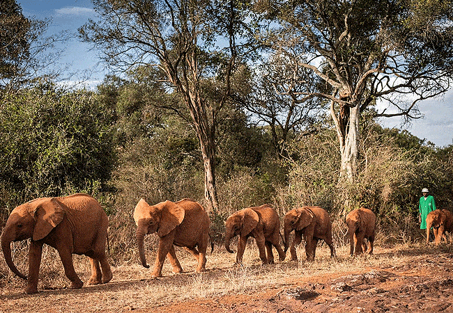 Daphne Sheldrick Wildlife Trust Elelphant Orphanage