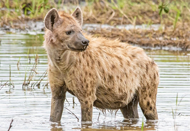 Nairobi National Park