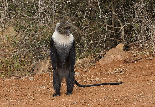 Nairobi National Park