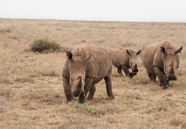 Nairobi National Park