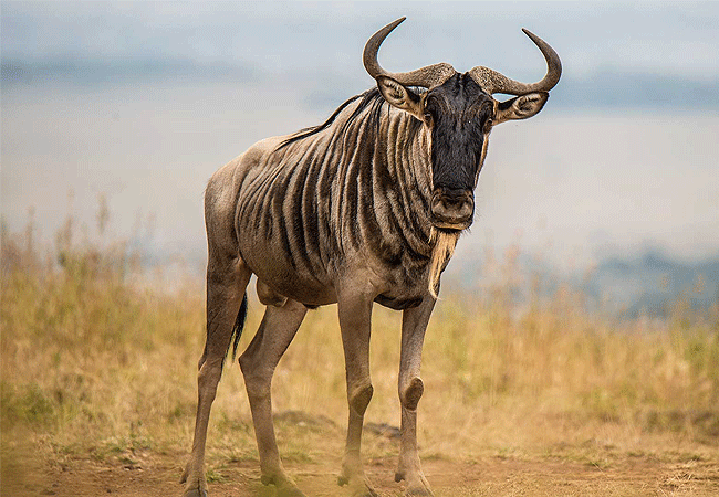 Nairobi National Park