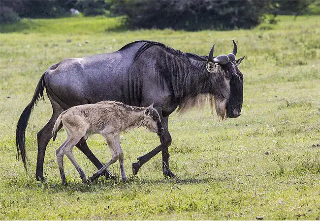 2-day-luxury-fly-in-safari-amboseli-serena-safari-lodge-amboseli-national-park-wildebeest 2 Day Luxury Fly-In Safari Amboseli Serena Safari Lodge