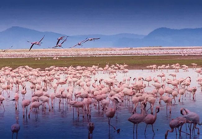 3 Days 2 Nights Kilima Safari Camp Amboseli Fly-In Safari from Nairobi