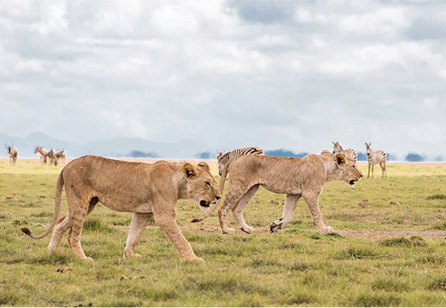 3 Days 2 Nights Kilima Safari Camp Amboseli Fly-In Safari from Nairobi