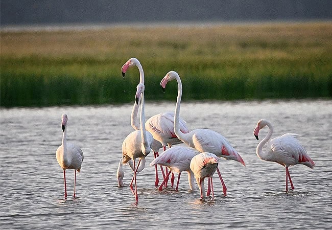 3 Days 2 Nights Kilima Safari Camp Amboseli Fly-In Safari from Nairobi