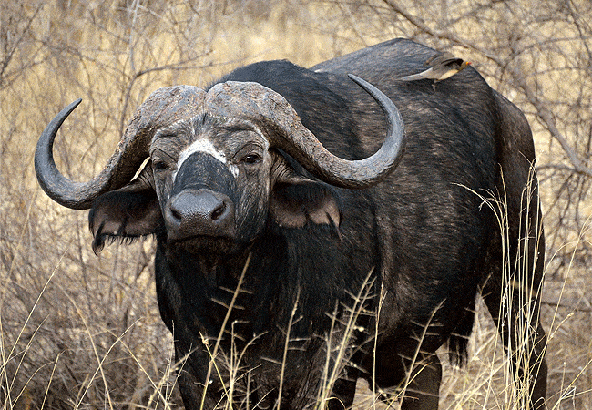 3-day-severin-safari-camp-kitani-tsavo-west-road-safari-buffalo 3 Day Severin Safari Camp Kitani Tsavo West Road Safari