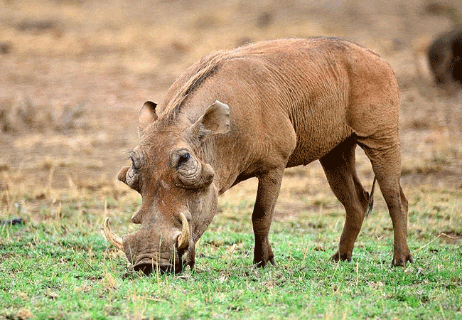 3-day-severin-safari-camp-kitani-tsavo-west-road-safari-common-warthog 3 Day Severin Safari Camp Kitani Tsavo West Road Safari
