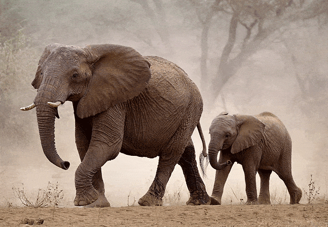 3-day-severin-safari-camp-kitani-tsavo-west-road-safari-elephants 3 Day Severin Safari Camp Kitani Tsavo West Road Safari