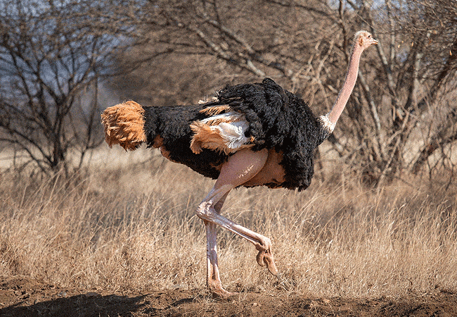 3-day-severin-safari-camp-kitani-tsavo-west-road-safari-ostrich 3 Day Severin Safari Camp Kitani Tsavo West Road Safari