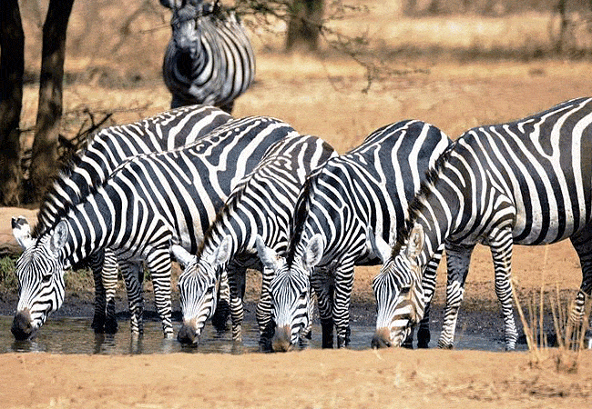 3-day-severin-safari-camp-kitani-tsavo-west-road-safari-zebras 3 Day Severin Safari Camp Kitani Tsavo West Road Safari