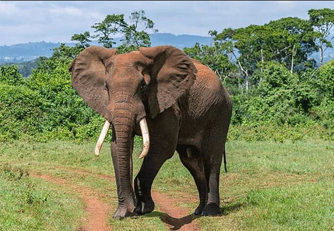 Aberdare National Park