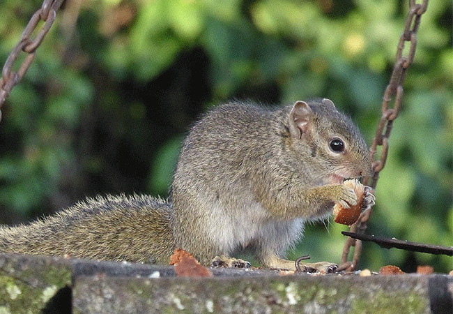 Aberdare National Park