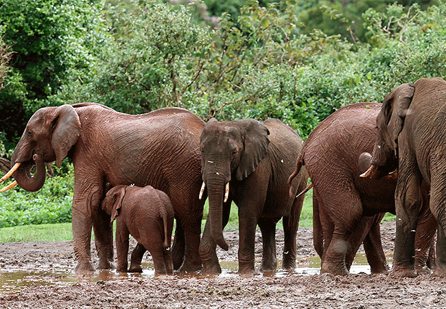 Aberdare National Park