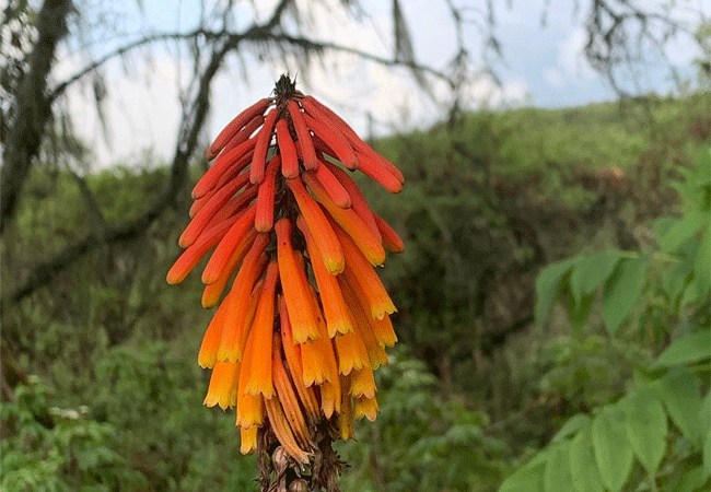 Aberdare National Park