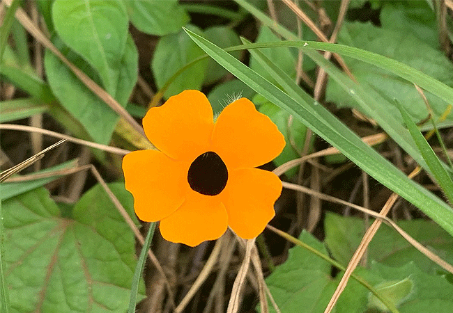 Aberdare National Park